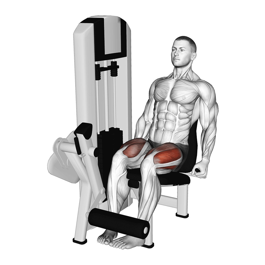 Leg Extension